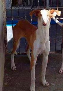 02_-_podenco