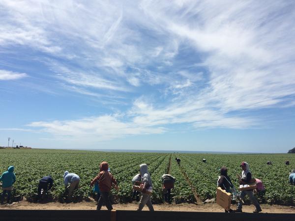Strawberry pickers in Watsonville, Calif. Many farmworkers in the state are out of work because of the severe drought. Those who do have a job are often working harder for less money.